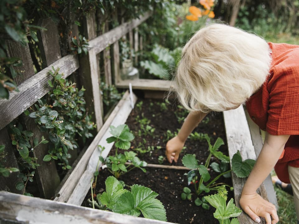 Ett barn plockar med sallad i en odlingslåda.