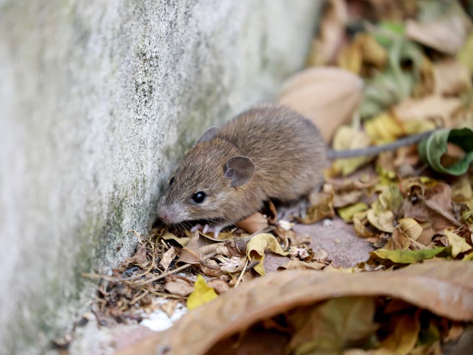 Mus utomhus på torra löv, bredvid en trottoarkant.