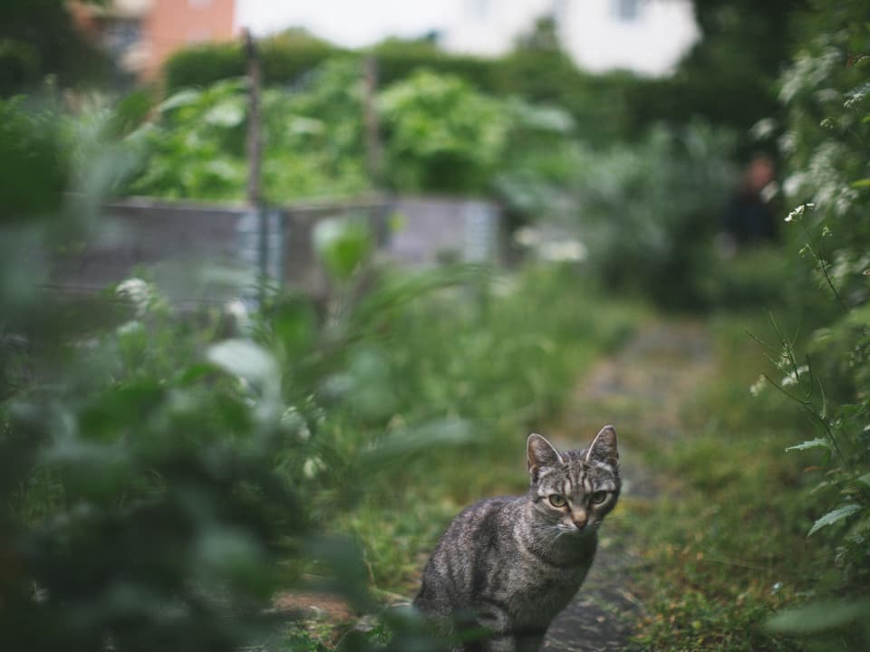 Katt sitter på en stig