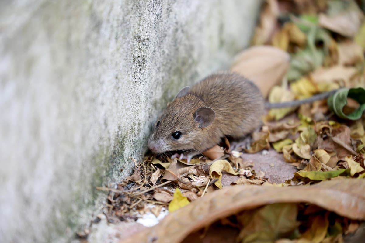 Mus utomhus på torra löv, bredvid en trottoarkant.