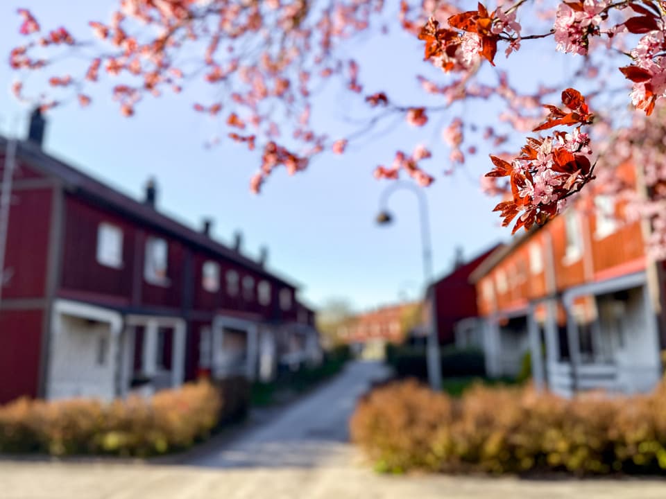 Röda radhus med vita knutar på  varsin sida om en väg. Klarblå himmel. I förgrunden är del av ett körsbärsträd i fokus.