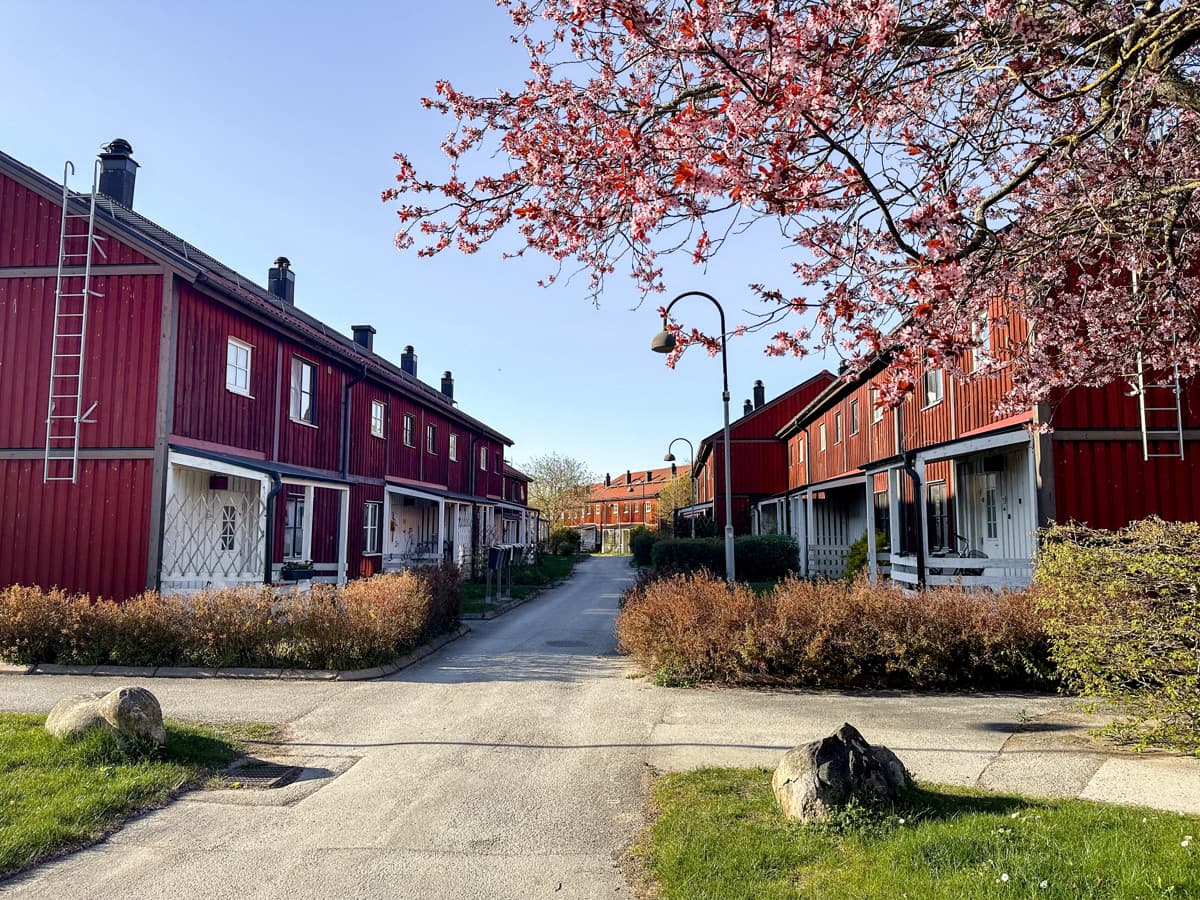 Röda radhus med vita knutar. Klarblå himmel. Körsbärsträd i förgrunden.