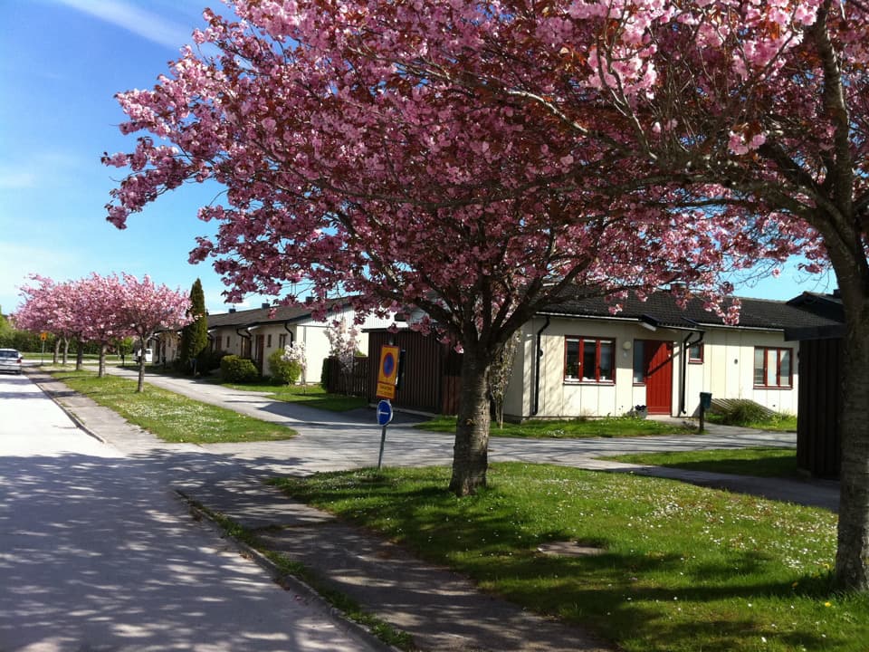 Vita enplanshus med svart tak och röd ytterdörr och fönsterkarmar. Husen ligger längs med en bilväg, mellan väg och hus är det en cykel- och gångväg samt gräsmatta. I förgrunden står ett stort träd med rosa blommor. 