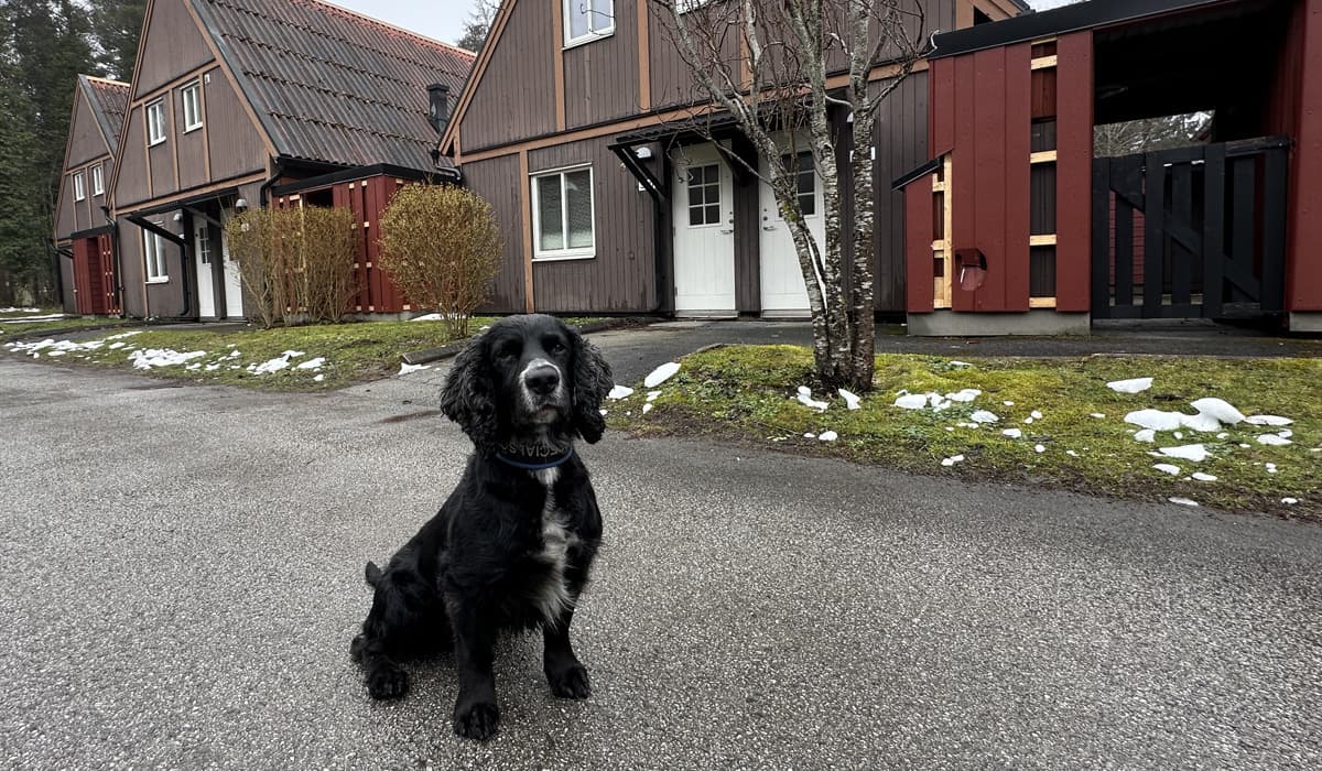 En hund sitter utanför några röda och bruna bostadshus i kvarter Riggen 1 i Visby. Det är grönt gräs i bakgrunden men också lite snö kvar i gräset.