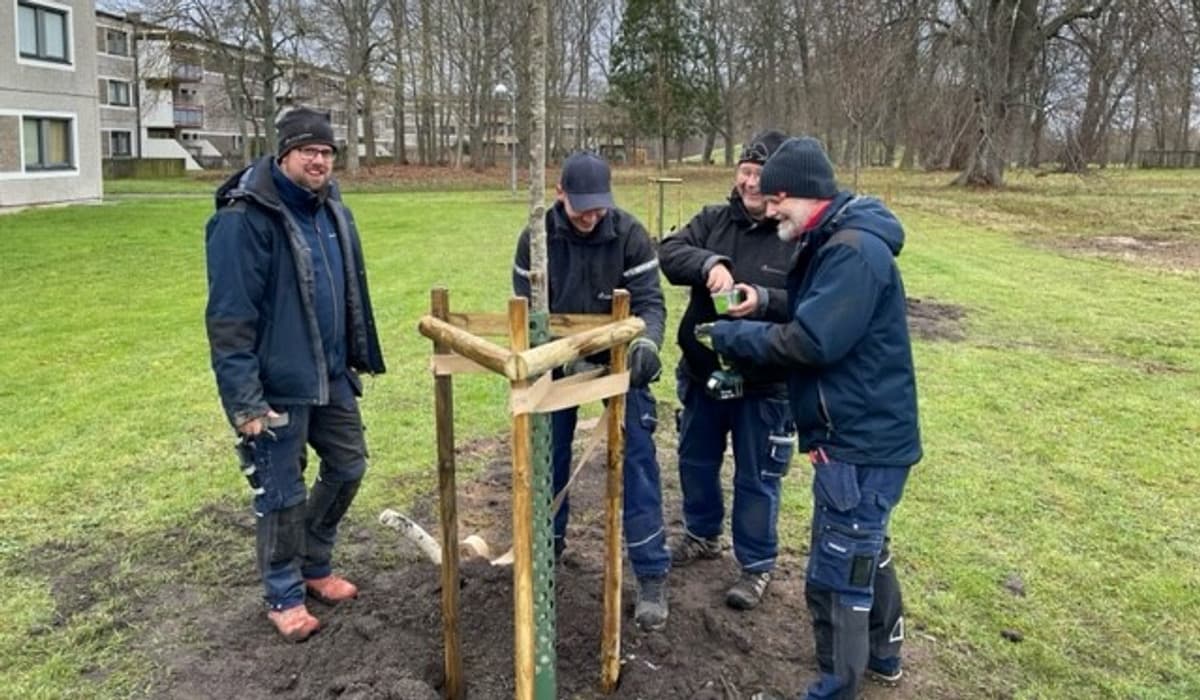 Fyra män i arbetskläder hjälps åt att plantera ett träd